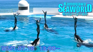 ثبت لحظات زیبا از دلفین ها