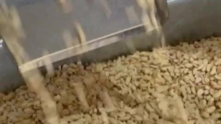 بادام زمینی دستگاه پوستکن بادام زمینی سفیدکن