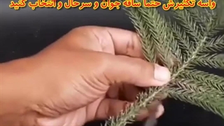 کود ارگانیک تکثیر خاک برای گیاهان آپارتمانی مایع گلدهی ویتامینه خرید جوانه زنی کاج مطبق گیاه پتاس بالا پتاسیم پروتکت نیچر