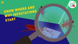 ترفندهایی برای خلاصی از شر سوسک ها در منزل