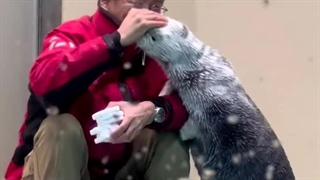 حیوانات دوست داشتنی 