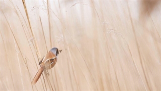 و شعر چون گنجشک بخارآلودی ... دکلمه شعر شمس لنگرودی