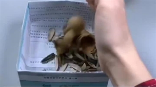 یه ایده کاغذی عالی مخصوصا برای داخل ماشین و مسافرت که بشقاب دم دستمون نیست