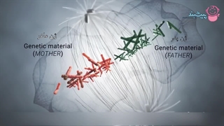 pragnancy calendar-1
