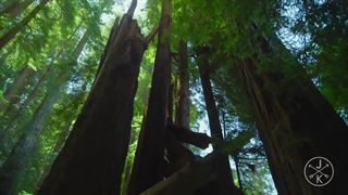 جنگلی با درخت های بسیار بلند و زیبا  redwoods