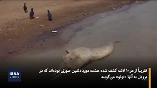 ویدیو_ دلفینها، قربانی گرمای هوا در آمازون
