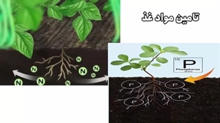 کودهای زیرکشت و چالکود- مشاوره 09210774654