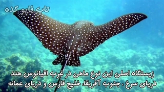 حیوانات عجیب : ۵ تا از  حیوانات باور نکردنی در ایران که کسی نمی داند