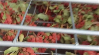 دستگاه خشک کن 200 کیلویی- 09133395543