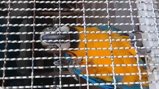 پرکنی در پرندگان - پرکنی پرنده با پرریزی پرنده متفاوت است.