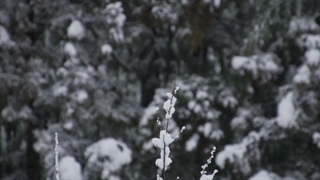 فیلم سینمایی جنگل کوچک زمستان بهار 2015 دوبله فارسی