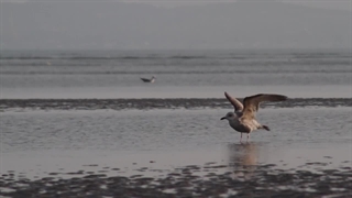 صحنه های ساحلی و پرندگان دریایی