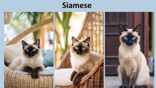 انواع نژاد گربه در جهان