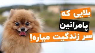 حقیقت هایی درباره سگ پامرانین که فقط سرپرستاشون می‌دونن!