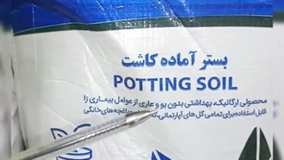 نمایندگی فروش خرید ارسال پخش قیمت عرضه خاک گل آپارتمان بهکام به کام بنفشه آفریقایی بونسای بنسای کوکوپیت زاموفیلیا در رزن