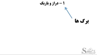 مدرس ابتدایی خانم یوسف خواه