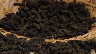 گران ترین ادویه | گران ترین ادویه جهان محصول ایران