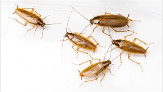 سمپاشی سوسک ریز