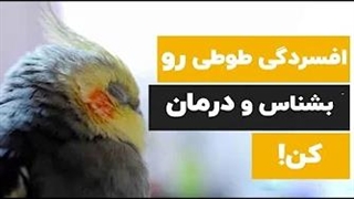 افسردگی در طوطی هاو راهکار جلوگیری و درمان