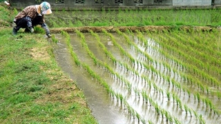 روش آبیاری یک کشاورز روستایی با یک موتور سیکلت