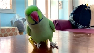 با نابودی نسل بشر و انقراض انسانها این موجودات کره زمین را تصرف میکنند