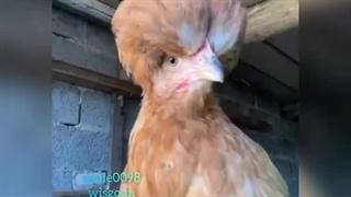 چالش تغییر قیافه !