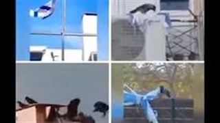 حتی حیوانات خدا هم میتونن حق رو از باطل تشخیص بدن