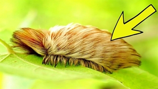 اگر این را دیدید سریع فرار کنید و کمک بخواهید!!