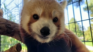 کمیاب ترین حیوانات جهان - حیوانات کمیاب در معرض انقراض