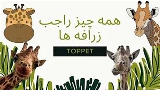 همه‌چیز درباره زرافه ها