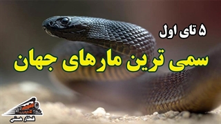 سمی ترین مارهای جهان