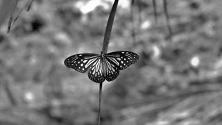 مگر چندبار به دنیا آمده ایم - دکلمه‌برش شعر گروس عبدالملکیان