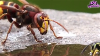 کشنده ترین و خطرناک ترین حشرات جهان که باید بشناسید
