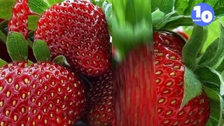 خاص ترین میوه ها