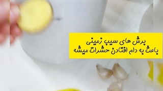 ضدعفونی کننده خاک با دارچین ضرر داشتن برای گل گیاهان آپارتمانی ریشه ثروت مضرات معجزه طرز استفاده رشد انفجاری سانسوریا پشه گلدان
