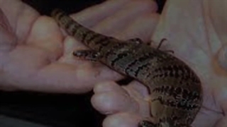 Brush Turkey Removal Cairns