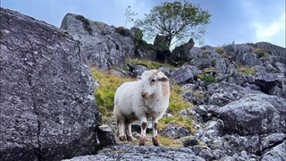 بره های زیبا در طبیعت