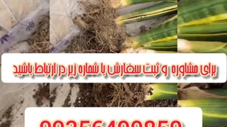 خرید و قیمت انواع بهترین قوی سم قارچ کش مخصوص حشرات کرم خر خاکی حشره کش هزارپا از بین برنده آفات گیاهان آپارتمانی باغچه درشهریار