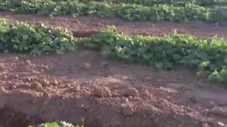 کشت خربزه با نوار تیپ آبیاری قطره ای