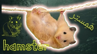 دانستنی هایی درمورد همستر