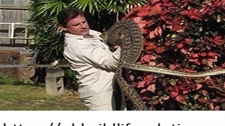 Cairns Spotter Catcher