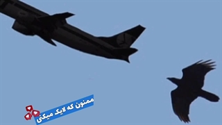 عجیب  ترین شغل های جهان:شغل شکارچی فرودگاه، سخت ترین شغل های جهان