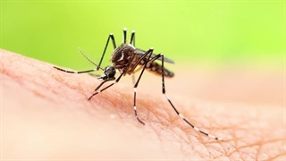 درمان : 5 راه ساده برای درمان خارش نیش پشه !؟