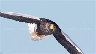 خبیث ترین پرنده جهان