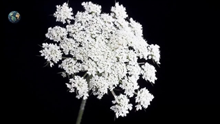 دانستنی خطرناکترین گیاهان : ده تا از خطرناک ترین گیاهانی که نباید نزدیکشان شوید