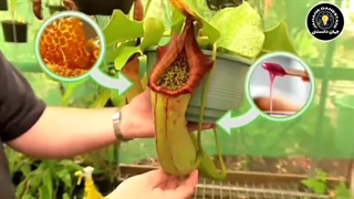 گیاهان گوشتخوار: ۱۰ تا از عجیب ترین و زیباترین گل‌های گوشتخواری که از دیدنشون لذت میبری