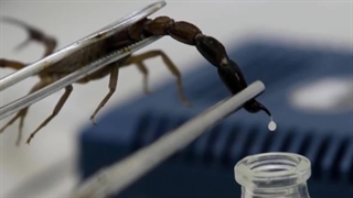 شغل های جدید و پردرآمد در ایران: استخراج گران ترین مایع دنیا در ایران...هر گرم 300 میلیون