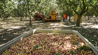 خرید پسته عمده از کشاورز