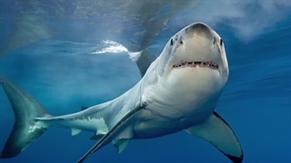 ایا مگالودون ها هنوز زنده اند؟ | ویدیو مگالودون واقعی در گودال ماریانا