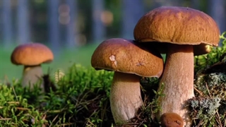 قارچ های سمی انقدر خطرناکه که حد نداره!!
